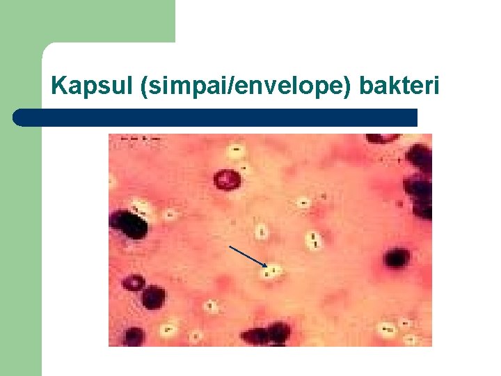 Kapsul (simpai/envelope) bakteri 