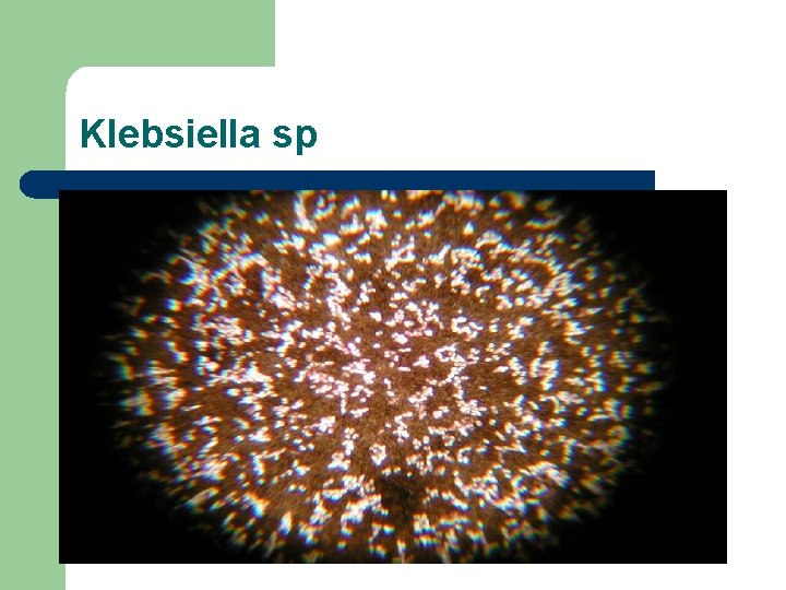 Klebsiella sp 