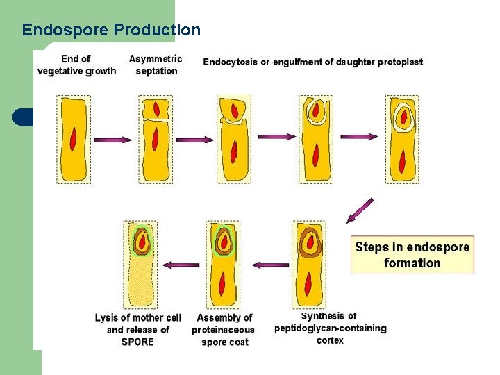 Endospore Production 