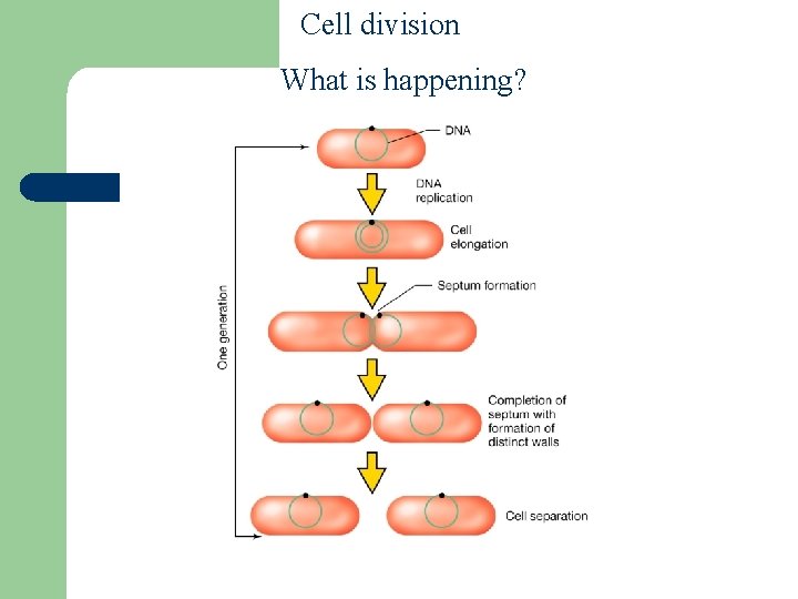 Cell division What is happening? 