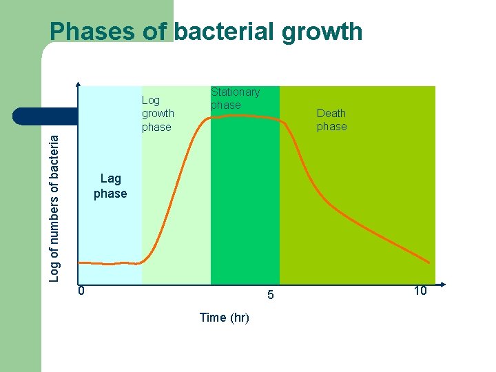 Phases of bacterial growth Log of numbers of bacteria Log growth phase Stationary phase