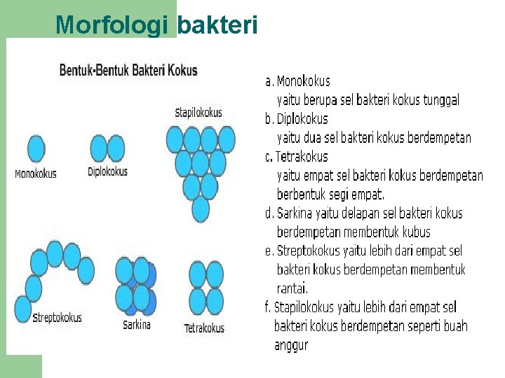 Morfologi bakteri 