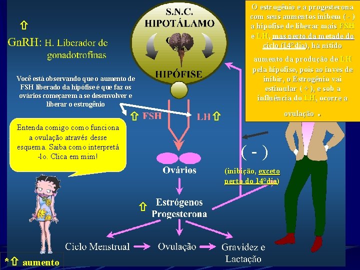 O estrogênio e a progesterona com seus aumentos inibem ( - ) a hipófise O estrogênio e a progesterona com seus aumentos inibem ( - ) a hipófise