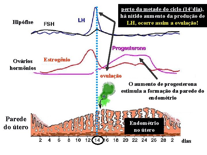perto da metade do ciclo (14°dia), há nítido aumento da produção de LH, ocorre perto da metade do ciclo (14°dia), há nítido aumento da produção de LH, ocorre