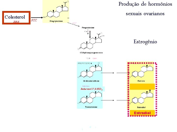 Colesterol St. AR Produção de hormônios sexuais ovarianos SCC Estrogênio Reductase/17 -HSD 3 Estradiol Colesterol St. AR Produção de hormônios sexuais ovarianos SCC Estrogênio Reductase/17 -HSD 3 Estradiol