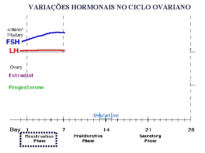 VARIAÇÕES HORMONAIS NO CICLO OVARIANO VARIAÇÕES HORMONAIS NO CICLO OVARIANO