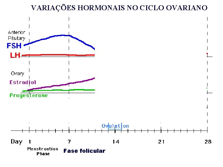 VARIAÇÕES HORMONAIS NO CICLO OVARIANO Fase folicular VARIAÇÕES HORMONAIS NO CICLO OVARIANO Fase folicular