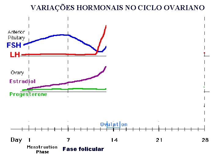 VARIAÇÕES HORMONAIS NO CICLO OVARIANO Fase folicular VARIAÇÕES HORMONAIS NO CICLO OVARIANO Fase folicular
