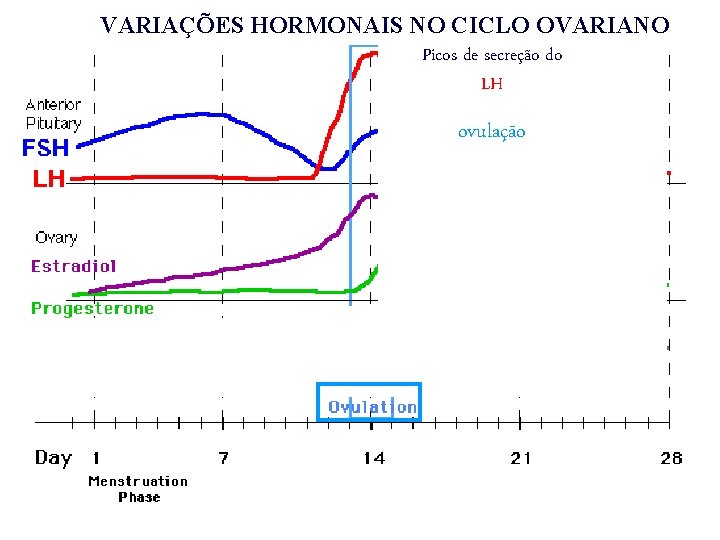 VARIAÇÕES HORMONAIS NO CICLO OVARIANO Picos de secreção do LH ovulação VARIAÇÕES HORMONAIS NO CICLO OVARIANO Picos de secreção do LH ovulação