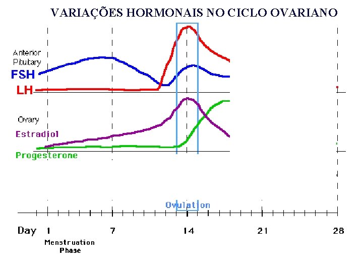 VARIAÇÕES HORMONAIS NO CICLO OVARIANO VARIAÇÕES HORMONAIS NO CICLO OVARIANO