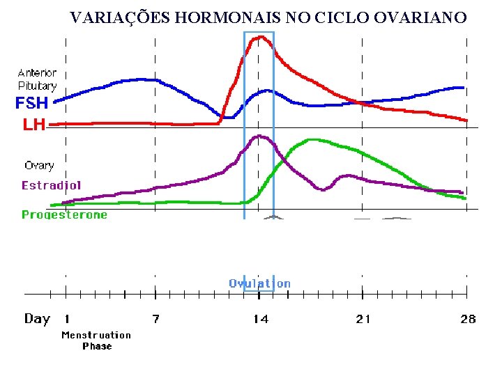 VARIAÇÕES HORMONAIS NO CICLO OVARIANO VARIAÇÕES HORMONAIS NO CICLO OVARIANO