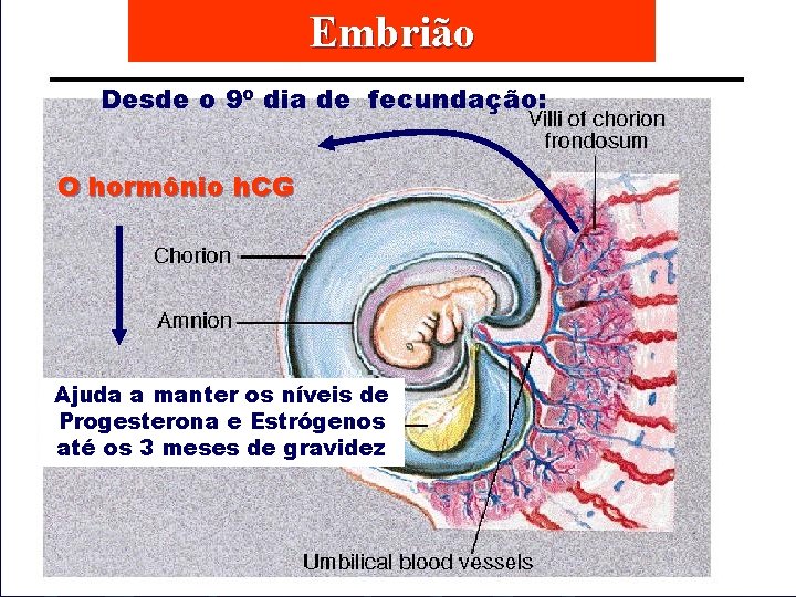 Embrião Desde o 9º dia de fecundação: O hormônio h. CG Ajuda a manter Embrião Desde o 9º dia de fecundação: O hormônio h. CG Ajuda a manter