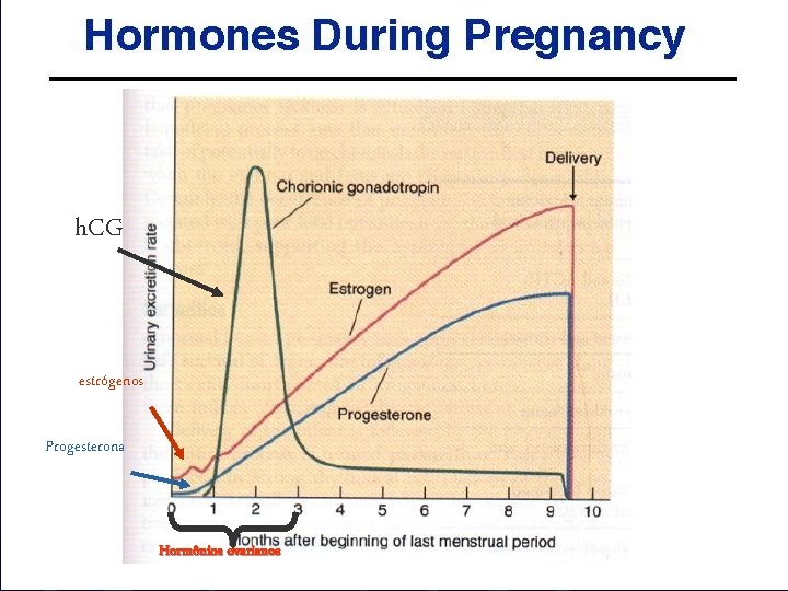 h. CG estrógenos Progesterona Hormônios ovarianos h. CG estrógenos Progesterona Hormônios ovarianos