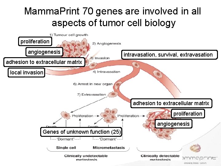 Mamma. Print 70 genes are involved in all aspects of tumor cell biology proliferation