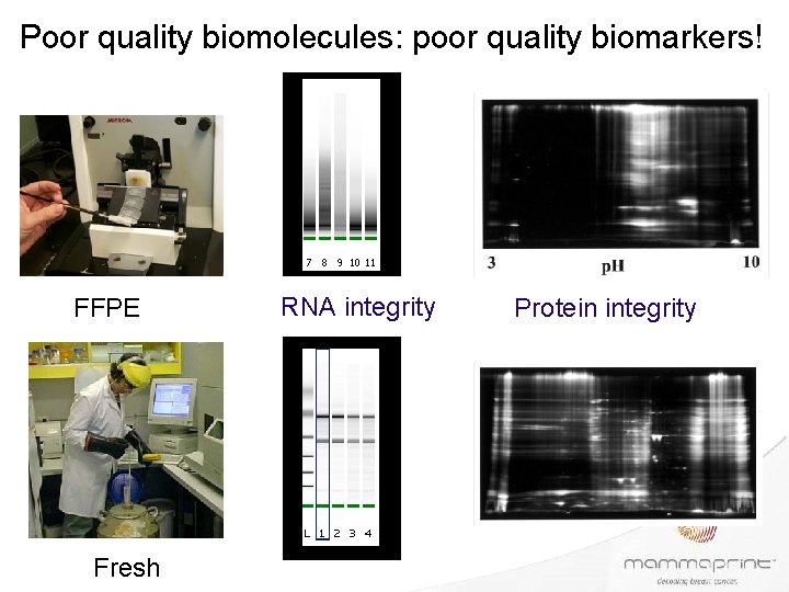 Poor quality biomolecules: poor quality biomarkers! FFPE Fresh RNA integrity Protein integrity 
