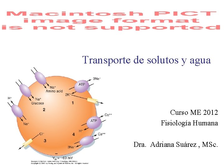 Transporte de solutos y agua Curso ME 2012 Fisiología Humana Dra. Adriana Suárez ,