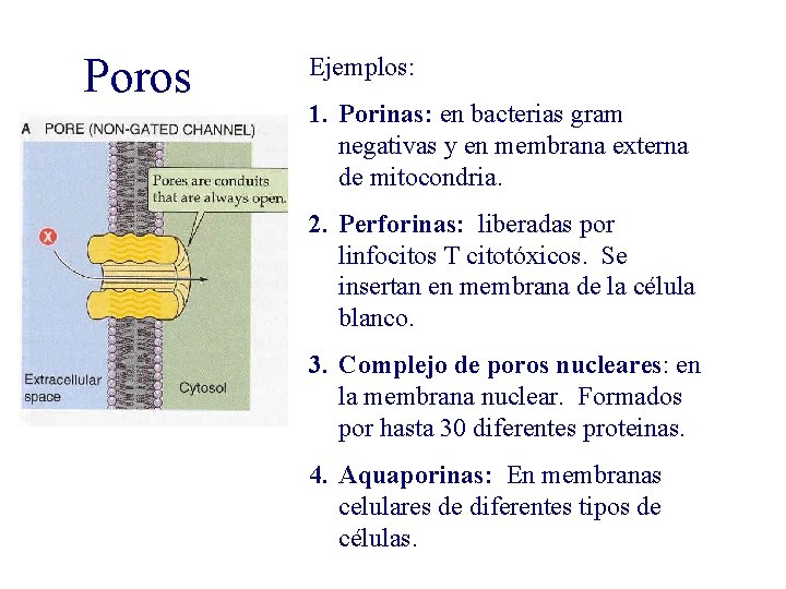 Poros Ejemplos: 1. Porinas: en bacterias gram negativas y en membrana externa de mitocondria.