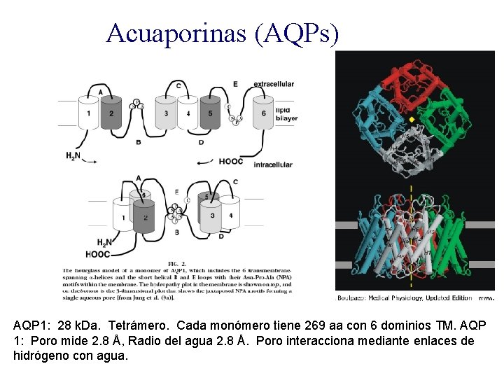 Acuaporinas (AQPs) AQP 1: 28 k. Da. Tetrámero. Cada monómero tiene 269 aa con