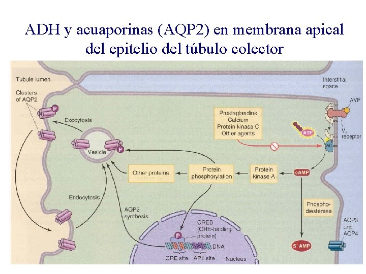 ADH y acuaporinas (AQP 2) en membrana apical del epitelio del túbulo colector 
