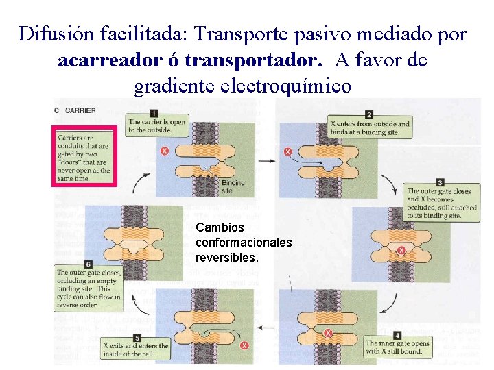 Difusión facilitada: Transporte pasivo mediado por acarreador ó transportador. A favor de gradiente electroquímico