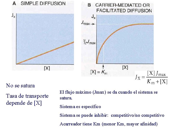No se satura Tasa de transporte depende de [X] El flujo máximo (Jmax) se