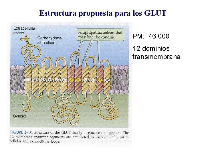 Estructura propuesta para los GLUT PM: 46 000 12 dominios transmembrana 