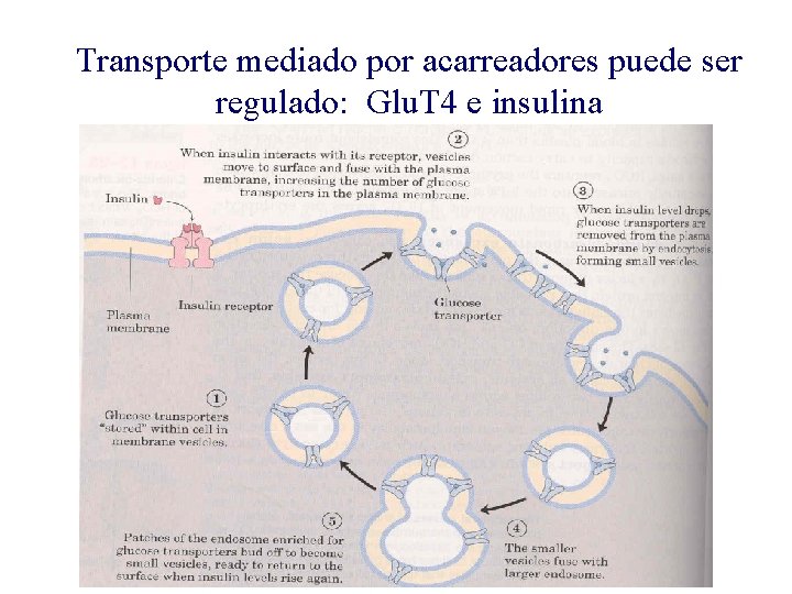 Transporte mediado por acarreadores puede ser regulado: Glu. T 4 e insulina 