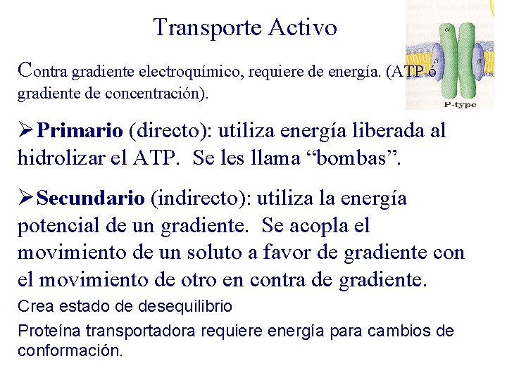 Transporte Activo Contra gradiente electroquímico, requiere de energía. (ATP ó gradiente de concentración). ØPrimario
