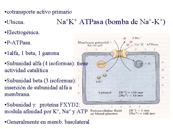  • cotransporte activo primario • Ubicua. Na+K+ ATPasa (bomba de Na+-K+) • Electrogénica.