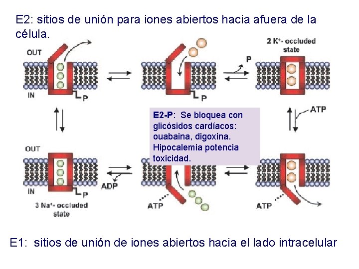 E 2: sitios de unión para iones abiertos hacia afuera de la célula. E