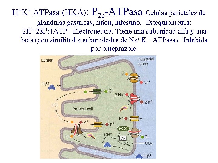 H+K+ ATPasa (HKA): P 2 c-ATPasa Células parietales de glándulas gástricas, riñón, intestino. Estequiometría: