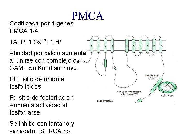 PMCA Codificada por 4 genes: PMCA 1 -4. 1 ATP: 1 Ca+2: 1 H+