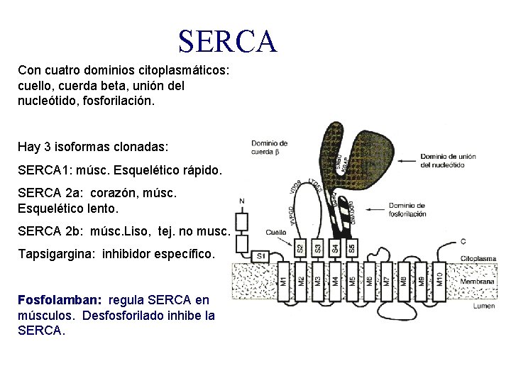 SERCA Con cuatro dominios citoplasmáticos: cuello, cuerda beta, unión del nucleótido, fosforilación. Hay 3