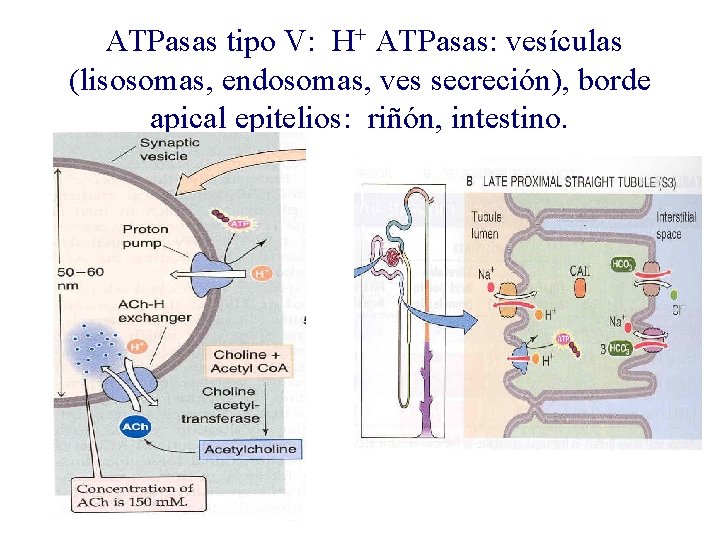 ATPasas tipo V: H+ ATPasas: vesículas (lisosomas, endosomas, ves secreción), borde apical epitelios: riñón,