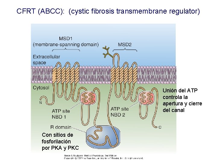 CFRT (ABCC): (cystic fibrosis transmembrane regulator) Unión del ATP controla la apertura y cierre