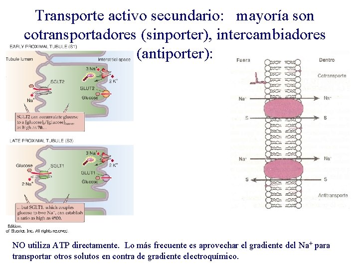Transporte activo secundario: mayoría son cotransportadores (sinporter), intercambiadores (antiporter): NO utiliza ATP directamente. Lo