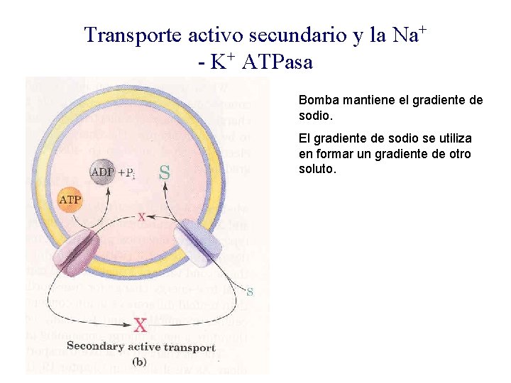 Transporte activo secundario y la Na+ - K+ ATPasa Bomba mantiene el gradiente de