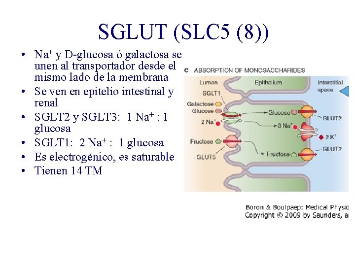 SGLUT (SLC 5 (8)) • Na+ y D-glucosa ó galactosa se unen al transportador