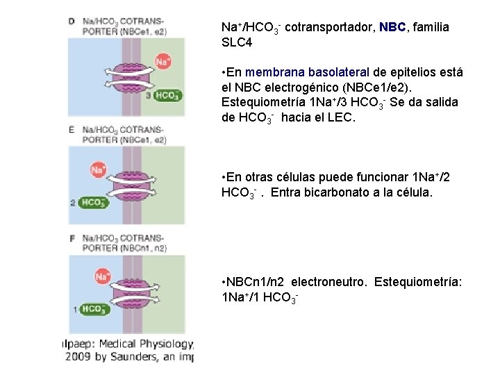 Na+/HCO 3 - cotransportador, NBC, familia SLC 4 • En membrana basolateral de epitelios