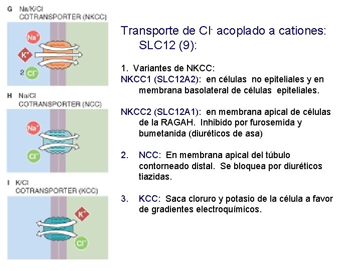 Transporte de Cl- acoplado a cationes: SLC 12 (9): 1. Variantes de NKCC: NKCC