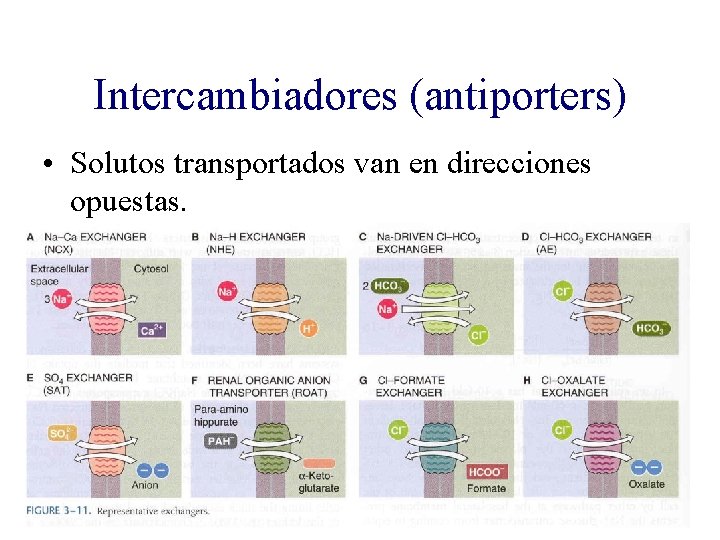 Intercambiadores (antiporters) • Solutos transportados van en direcciones opuestas. 