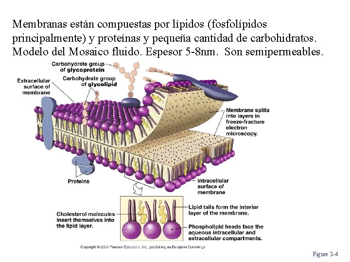 Membranas están compuestas por lípidos (fosfolípidos principalmente) y proteínas y pequeña cantidad de carbohidratos.
