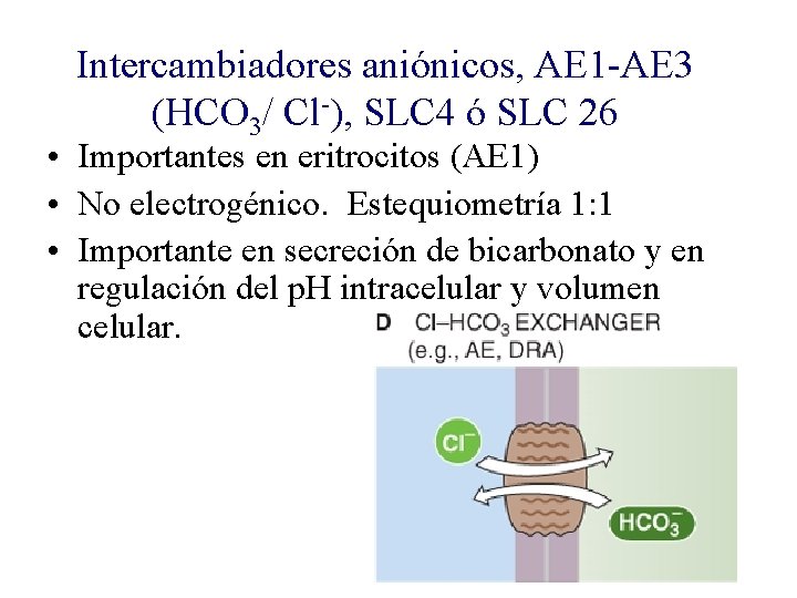 Intercambiadores aniónicos, AE 1 -AE 3 (HCO 3/ Cl-), SLC 4 ó SLC 26