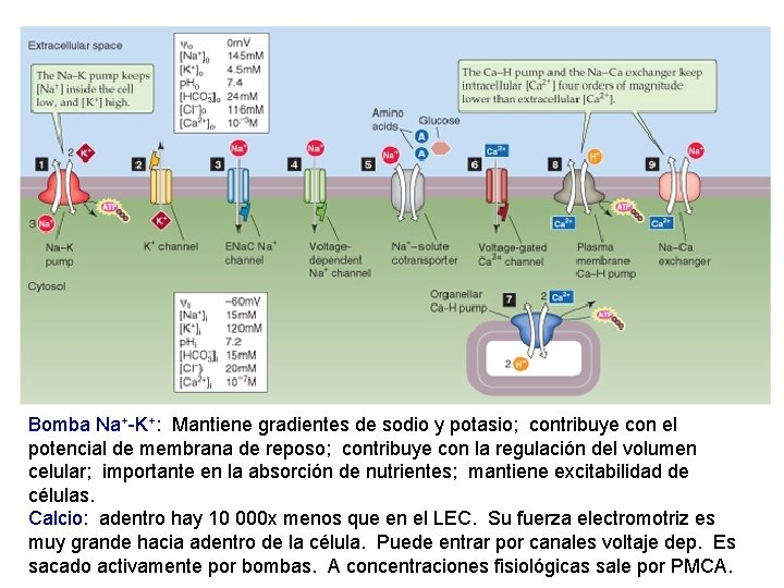 Bomba Na+-K+: Mantiene gradientes de sodio y potasio; contribuye con el potencial de membrana