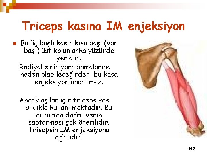 Triceps kasına IM enjeksiyon n Bu üç başlı kasın kısa başı (yan başı) üst