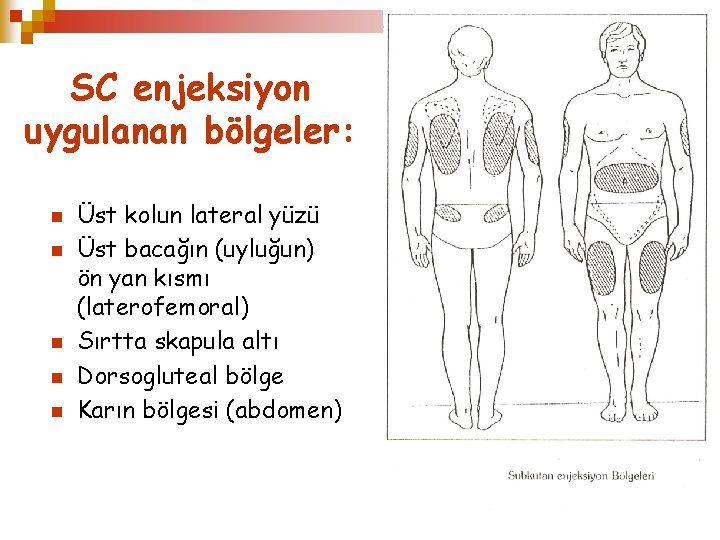 SC enjeksiyon uygulanan bölgeler: n n n Üst kolun lateral yüzü Üst bacağın (uyluğun)