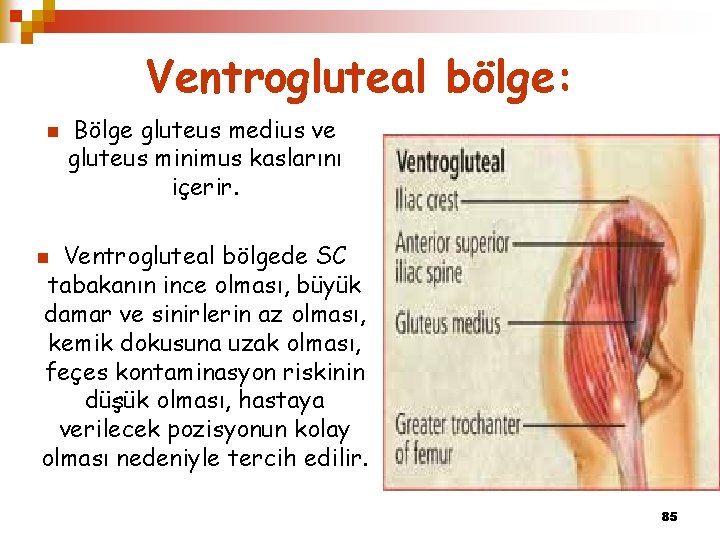 Ventrogluteal bölge: n Bölge gluteus medius ve gluteus minimus kaslarını içerir. Ventrogluteal bölgede SC