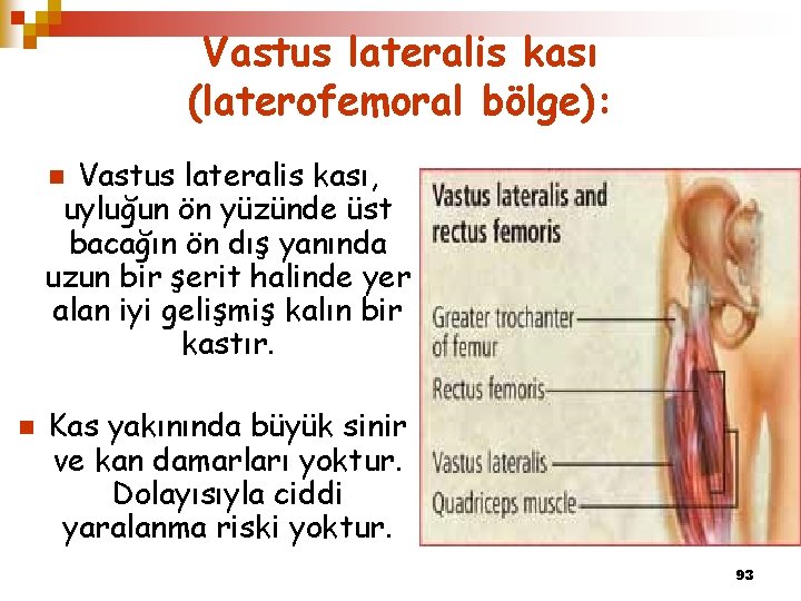 Vastus lateralis kası (laterofemoral bölge): Vastus lateralis kası, uyluğun ön yüzünde üst bacağın ön