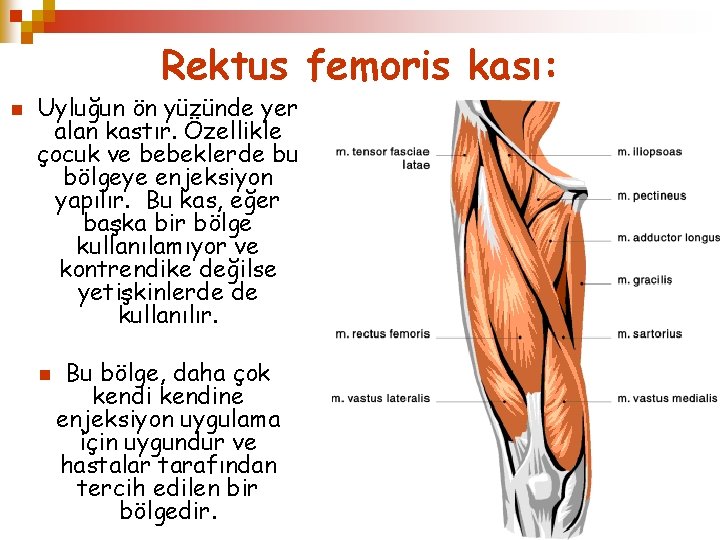 Rektus femoris kası: n Uyluğun ön yüzünde yer alan kastır. Özellikle çocuk ve bebeklerde