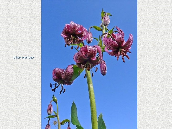 Lilium martagon 